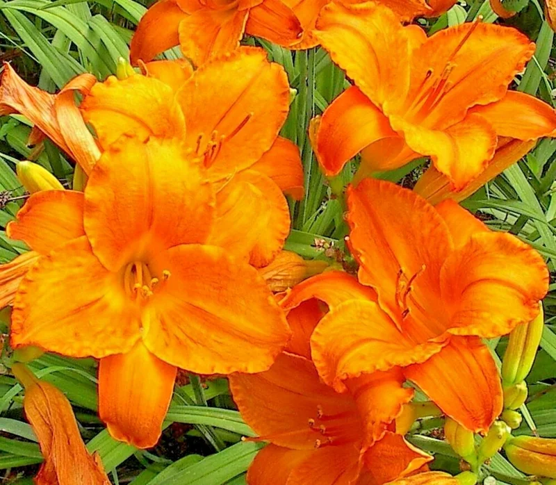 Endlessly Orange Daylily Live Plant - 1 Root, Reblooming Flower, Perennial Endlessly Orange Daylily Live Plant - 1 Root, Reblooming Flower, Perennial - Image 2