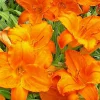 Endlessly Orange Daylily Live Plant - 1 Root, Reblooming Flower, Perennial Endlessly Orange Daylily Live Plant - 1 Root, Reblooming Flower, Perennial - Image 1