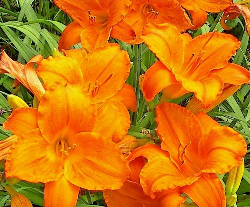 Endlessly Orange Daylily Live Plant - 1 Root, Reblooming Flower, Perennial Endlessly Orange Daylily Live Plant - 1 Root, Reblooming Flower, Perennial - Image 1