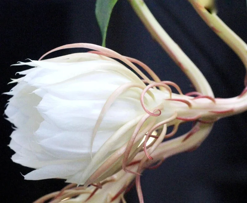 Epiphyllum Oxypetalum Queen of the Night Cactus Succulent - 2 Cuttings Epiphyllum Oxypetalum Queen of the Night Cactus Succulent - 2 Cuttings - Image 3