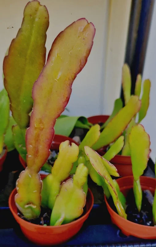 Epiphyllum Oxypetalum Queen of the Night Cactus Succulent - 2 Cuttings Epiphyllum Oxypetalum Queen of the Night Cactus Succulent - 2 Cuttings - Image 4