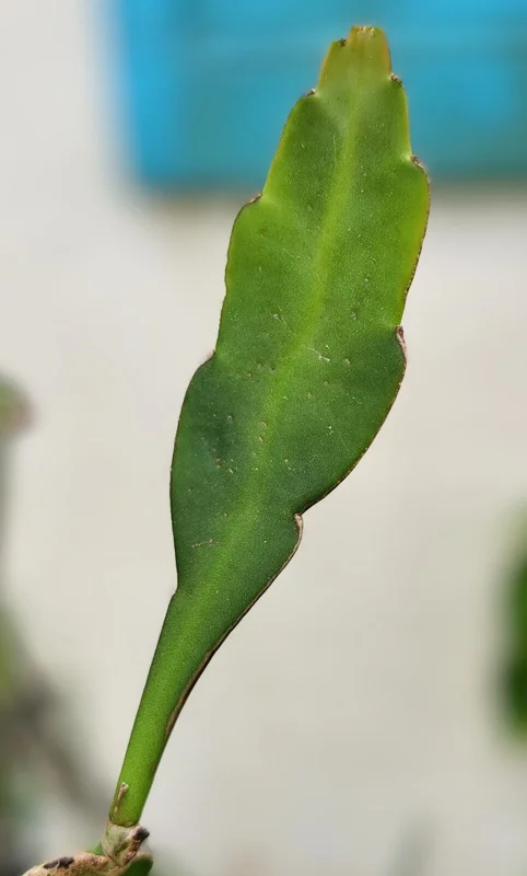 Epiphyllum Oxypetalum Queen of the Night Cactus Succulent - 2 Cuttings Epiphyllum Oxypetalum Queen of the Night Cactus Succulent - 2 Cuttings - Image 5