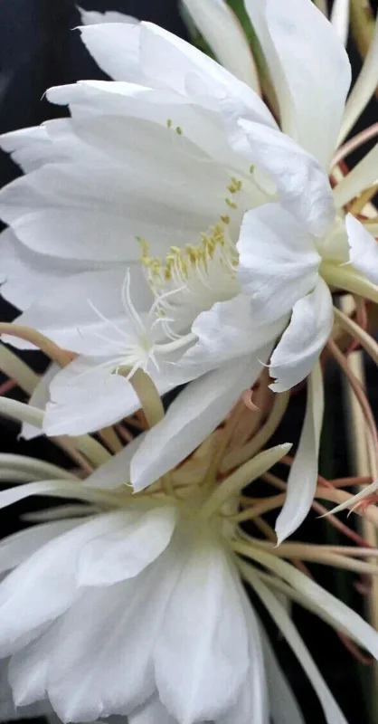 Epiphyllum Oxypetalum Queen of the Night Cactus Succulent - 2 Cuttings - Image 1