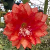 Epiphyllum 'Three Oranges' Orchid Cactus Live Plant, Rooted in 3" Pot - Image 1