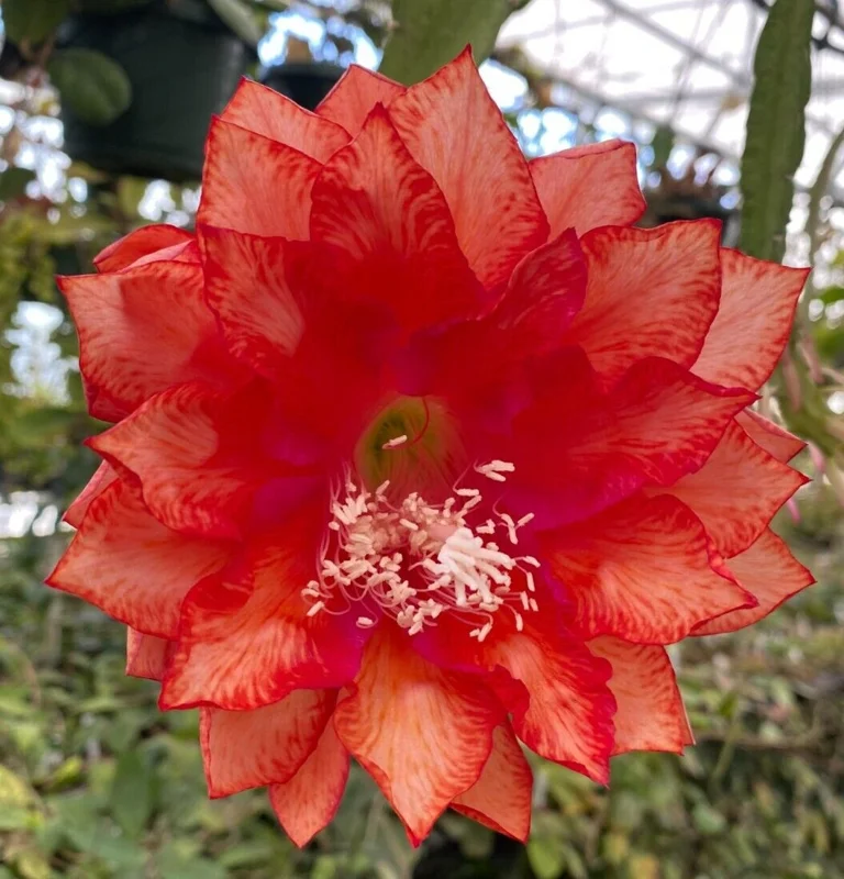 Epiphyllum 'Three Oranges' Orchid Cactus Live Plant, Rooted in 3" Pot - Image 1