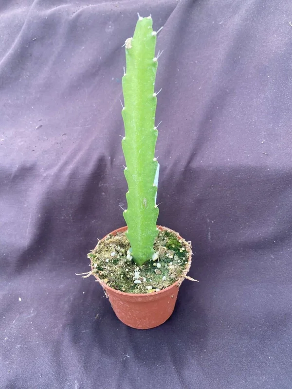 Epiphyllum 'Three Oranges' Orchid Cactus Live Plant, Rooted in 3" Pot - Image 2