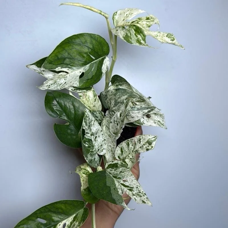 Epipremnum Pinnatum Marble Flame Live Plant - Rare Aroid, 4" Pot, Indoor - Image 2