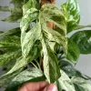 Epipremnum Pinnatum Marble Flame Live Plant - Rare Aroid, 4" Pot, Indoor - Image 1