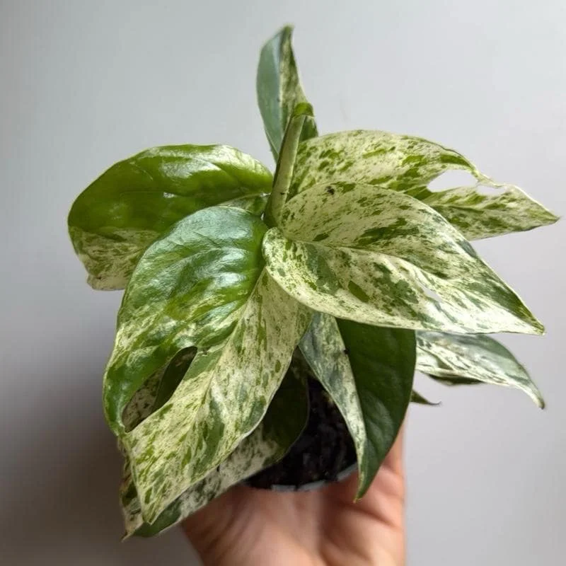 Epipremnum Pinnatum 'Marble Flame' Variegated Pothos Live Plant – 4" Pot – Easy Care Indoor - Image 2