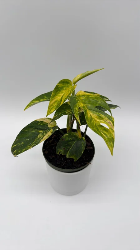 Epipremnum Yellow Flame Live Plant – 4 inch Pot – Rare Indoor Aroid - Image 2