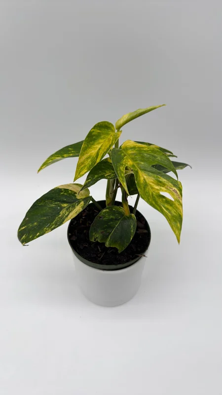 Epipremnum Yellow Flame Live Plant – 4 inch Pot – Rare Indoor Aroid - Image 1
