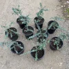 Eucalyptus Baby Blue Live Plant – 1 Gallon Nursery Pot Tree – Indoor/Outdoor - Image 1