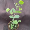 Eucalyptus cinerea Silver Dollar Live Plant – 3 Inch Pot, Aromatic Foliage - Image 1