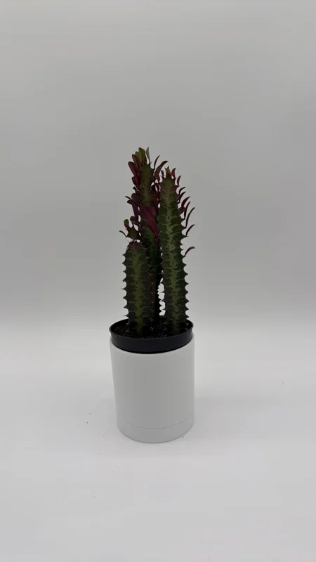 Euphorbia Red Trigona Live Plant - Vibrant Red Houseplant in 4" Pot - Image 2