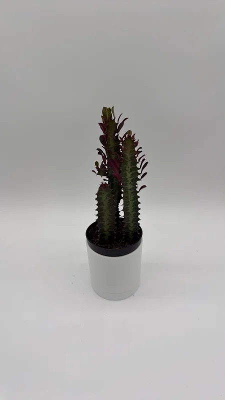 Euphorbia Red Trigona Live Plant - Vibrant Red Houseplant in 4" Pot Euphorbia Red Trigona Live Plant - Vibrant Red Houseplant in 4" Pot - Image 3