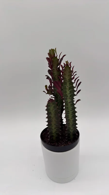 Euphorbia Red Trigona Live Plant - Vibrant Red Houseplant in 4" Pot Euphorbia Red Trigona Live Plant - Vibrant Red Houseplant in 4" Pot - Image 4