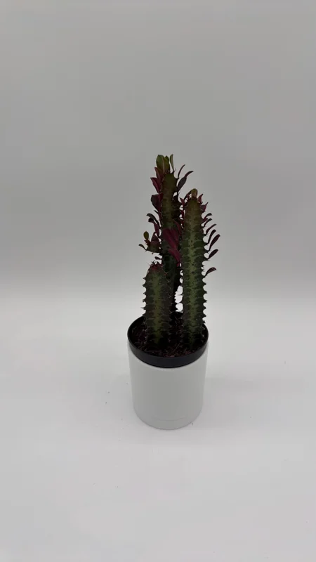 Euphorbia Red Trigona Live Plant - Vibrant Red Houseplant in 4" Pot - Image 1
