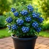 European Bilberry Seeds - 50+ Wild Blueberry Seeds - Heirloom, Non-GMO - Image 1