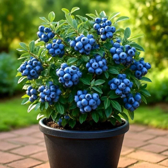 European Bilberry Seeds - 50+ Wild Blueberry Seeds - Heirloom, Non-GMO - Image 1