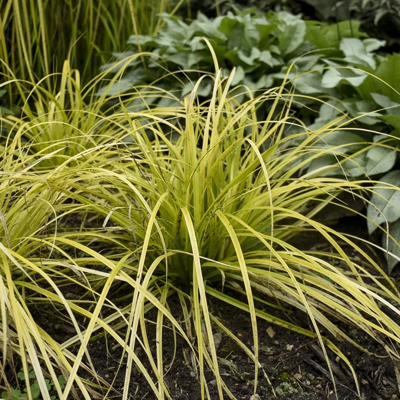Everillo Japanese Sedge Live Plant - Carex Grass Shade Companion Everillo Japanese Sedge Live Plant - Carex Grass Shade Companion - Image 2