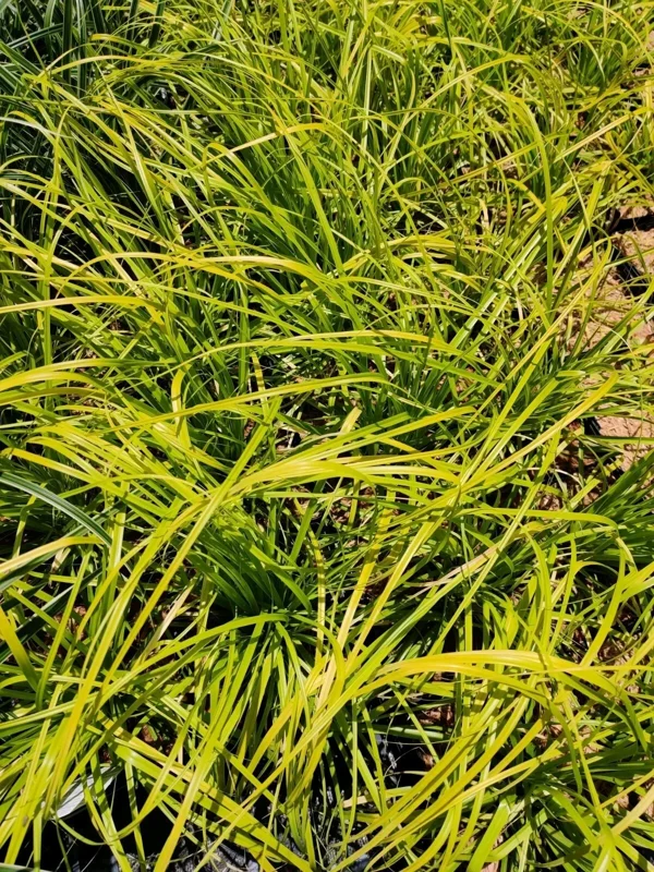 Everillo Japanese Sedge Live Plant - Carex Grass Shade Companion Everillo Japanese Sedge Live Plant - Carex Grass Shade Companion - Image 3