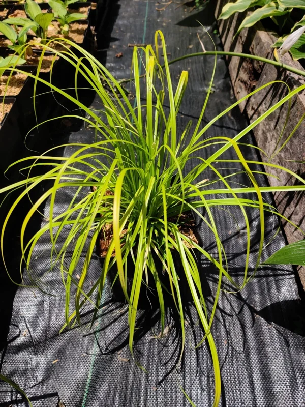 Everillo Japanese Sedge Live Plant - Carex Grass Shade Companion Everillo Japanese Sedge Live Plant - Carex Grass Shade Companion - Image 4