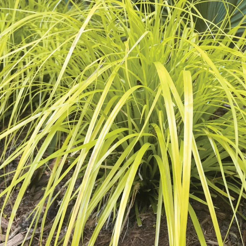 Everillo Japanese Sedge Live Plant - Carex Grass Shade Companion Everillo Japanese Sedge Live Plant - Carex Grass Shade Companion - Image 1