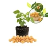 Fall Gold Raspberry Live Plant - 4-7” Tall Yellow Berry Bush, Everbearing - Image 1