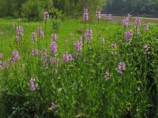 Fall Obedient Plant Live 1 Gallon - Perennial Outdoor Flower Fall Obedient Plant Live 1 Gallon - Perennial Outdoor Flower - Image 2