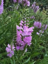 Fall Obedient Plant Live 1 Gallon - Perennial Outdoor Flower Fall Obedient Plant Live 1 Gallon - Perennial Outdoor Flower - Image 3