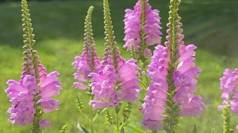 Fall Obedient Plant Live 1 Gallon - Perennial Outdoor Flower Fall Obedient Plant Live 1 Gallon - Perennial Outdoor Flower - Image 1