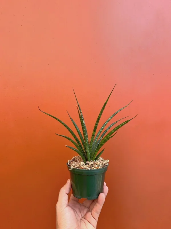 Fernwood Mikado Snake Plant - Live Houseplant - 4" Pot - Easy Care - Image 2