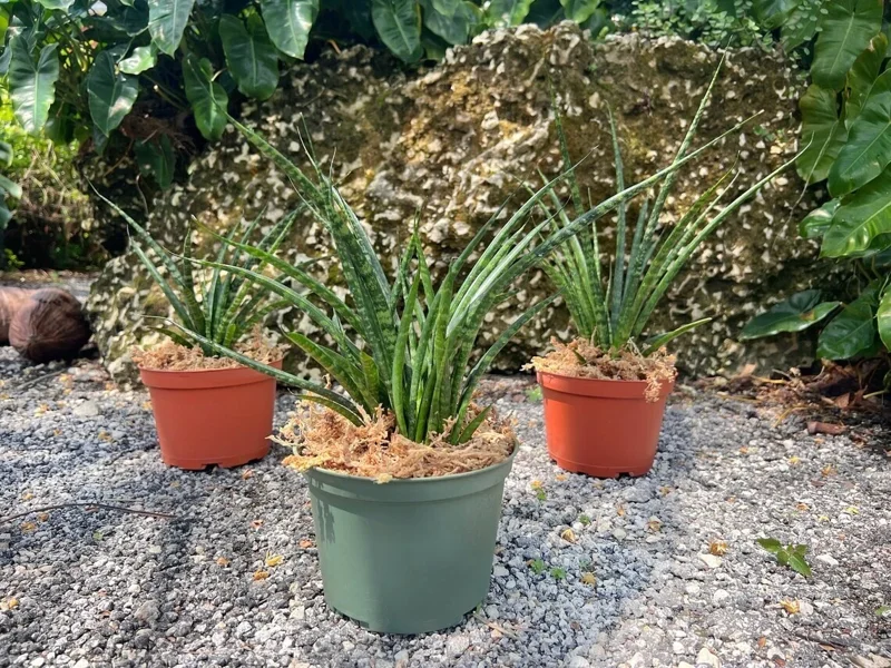 Fernwood Mikado Snake Plant - Live Houseplant - 4" Pot - Easy Care Fernwood Mikado Snake Plant - Live Houseplant - 4" Pot - Easy Care - Image 4