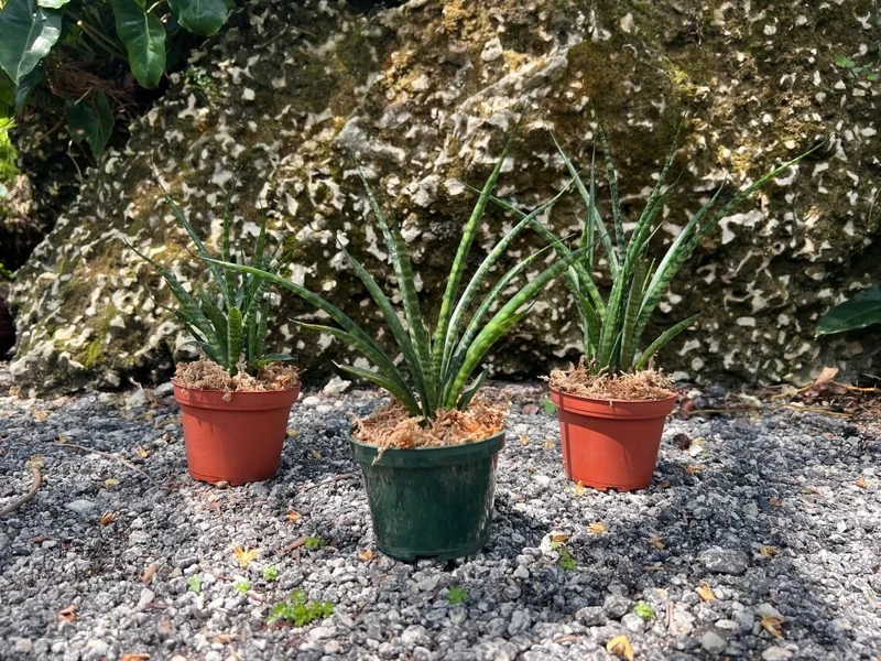 Fernwood Mikado Snake Plant - Live Houseplant - 4" Pot - Easy Care Fernwood Mikado Snake Plant - Live Houseplant - 4" Pot - Easy Care - Image 5