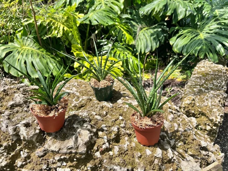 Fernwood Mikado Snake Plant - Live Houseplant - 4" Pot - Easy Care Fernwood Mikado Snake Plant - Live Houseplant - 4" Pot - Easy Care - Image 6