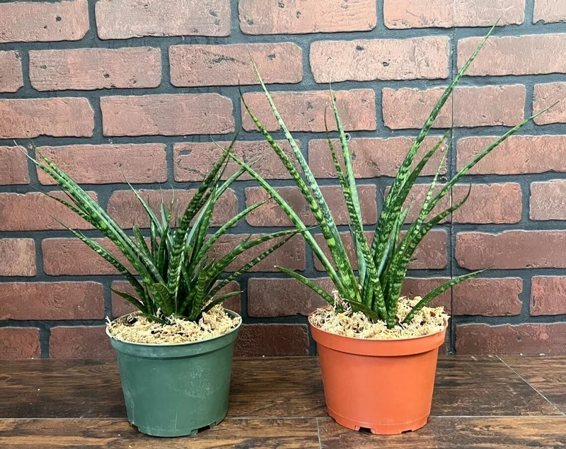 Fernwood Mikado Snake Plant - Live Houseplant - 4" Pot - Easy Care Fernwood Mikado Snake Plant - Live Houseplant - 4" Pot - Easy Care - Image 7