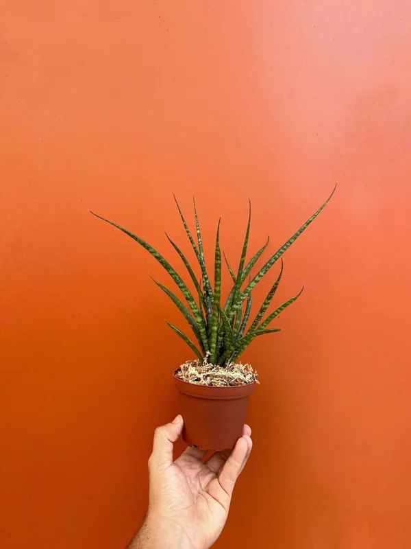 Fernwood Mikado Snake Plant - Live Houseplant - 4" Pot - Easy Care - Image 1