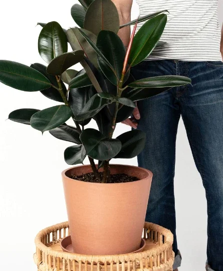 Ficus Elastica Burgundy Rubber Plant - Live Houseplant - 4" Pot Ficus Elastica Burgundy Rubber Plant - Live Houseplant - 4" Pot - Image 10