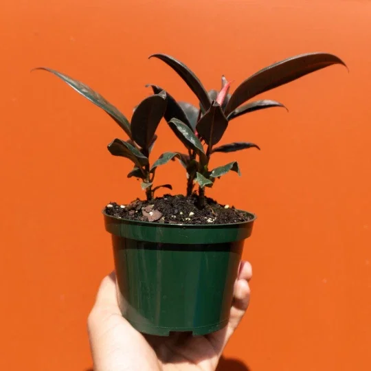 Ficus Elastica Burgundy Rubber Plant - Live Houseplant - 4" Pot - Image 2