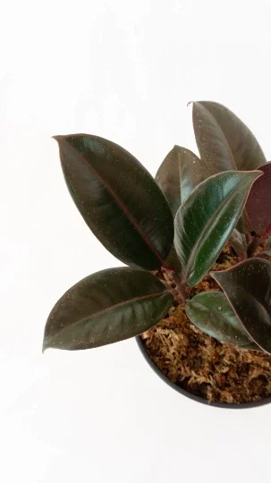 Ficus Elastica Burgundy Rubber Plant - Live Houseplant - 4" Pot Ficus Elastica Burgundy Rubber Plant - Live Houseplant - 4" Pot - Image 4