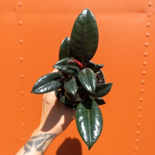 Ficus Elastica Burgundy Rubber Plant - Live Houseplant - 4" Pot Ficus Elastica Burgundy Rubber Plant - Live Houseplant - 4" Pot - Image 5