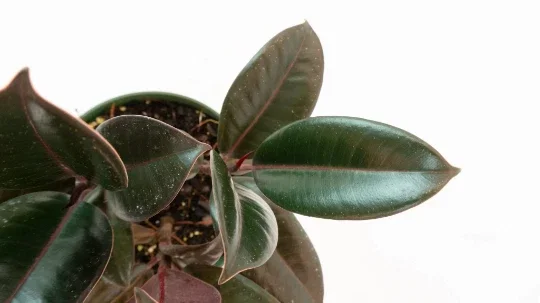Ficus Elastica Burgundy Rubber Plant - Live Houseplant - 4" Pot Ficus Elastica Burgundy Rubber Plant - Live Houseplant - 4" Pot - Image 9