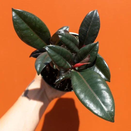 Ficus Elastica Burgundy Rubber Plant - Live Houseplant - 4" Pot - Image 1