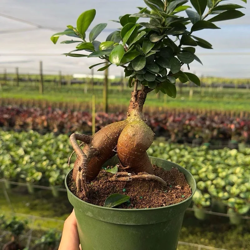 Ficus Ginseng Bonsai Plant – Live Tropical Indoor Houseplant – Home Decor - Image 2