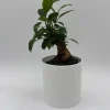 Ficus Ginseng Bonsai Plant – Live Tropical Indoor Houseplant – Home Decor - Image 1