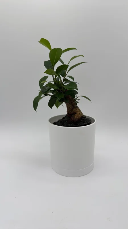 Ficus Ginseng Bonsai Plant – Live Tropical Indoor Houseplant – Home Decor - Image 1