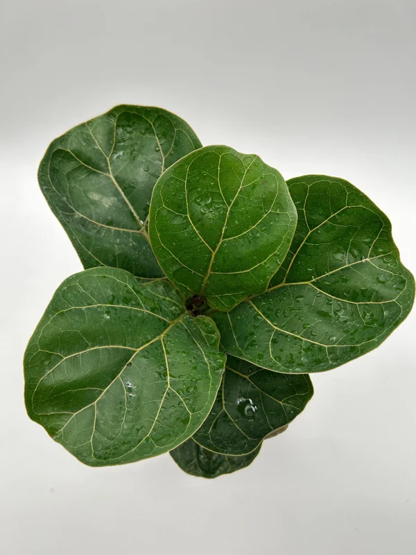 Fiddle Leaf Fig Live Plant – Ficus Lyrata – 6 inch Pot – Indoor Houseplant - Image 2