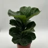 Fiddle Leaf Fig Live Plant – Ficus Lyrata – 6 inch Pot – Indoor Houseplant Fiddle Leaf Fig Live Plant – Ficus Lyrata – 6 inch Pot – Indoor Houseplant - Image 1