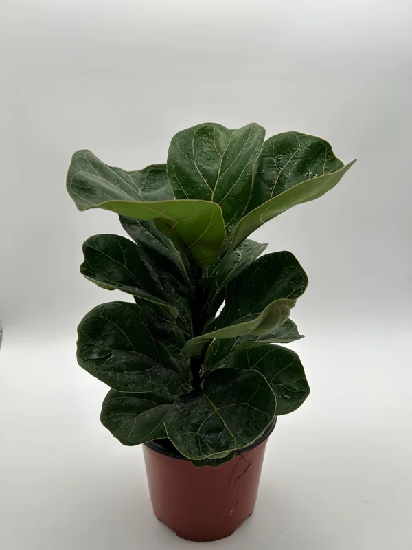 Fiddle Leaf Fig Live Plant – Ficus Lyrata – 6 inch Pot – Indoor Houseplant - Image 1
