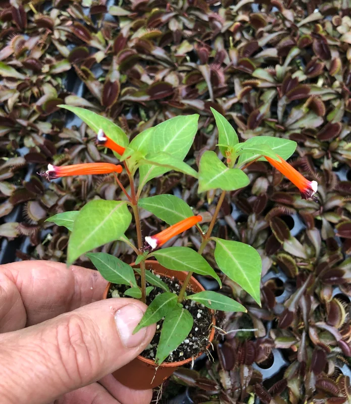 Firecracker Plant (Cuphea Ignea) Live Plant - Mexican Cigar Plant - Image 2